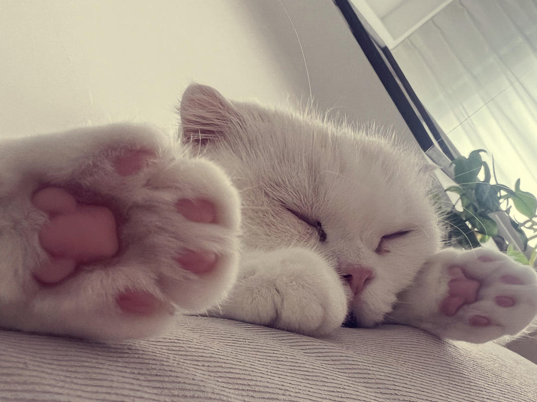 3Q念念