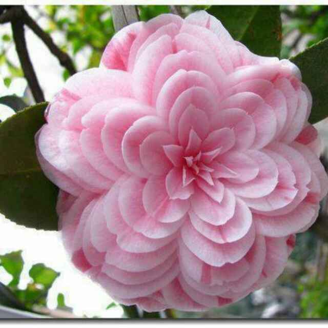 花花lghmm