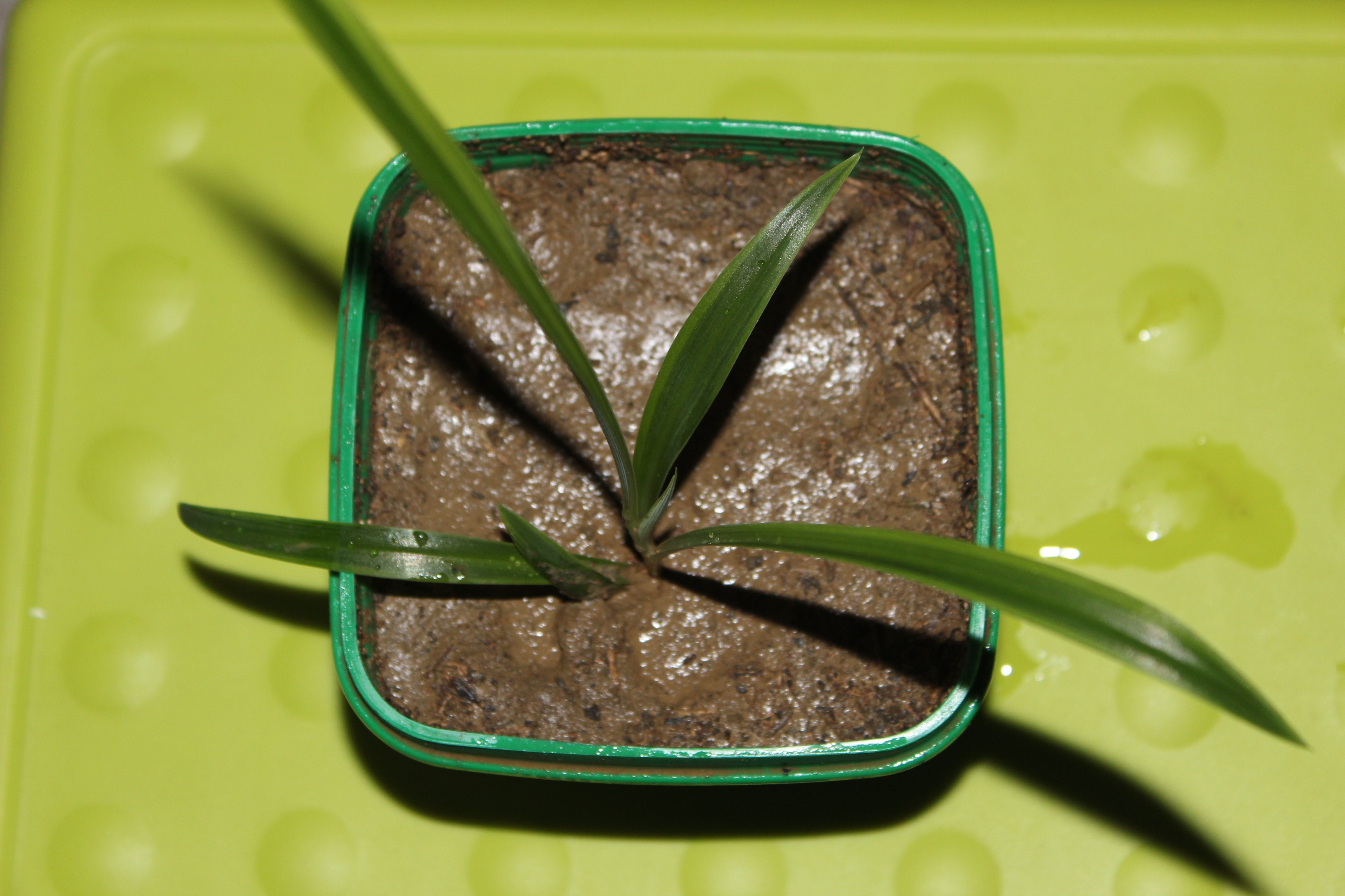 盆栽慕斯