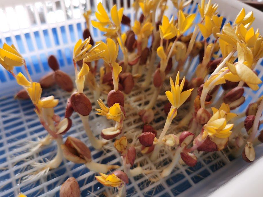 花生芽水培
