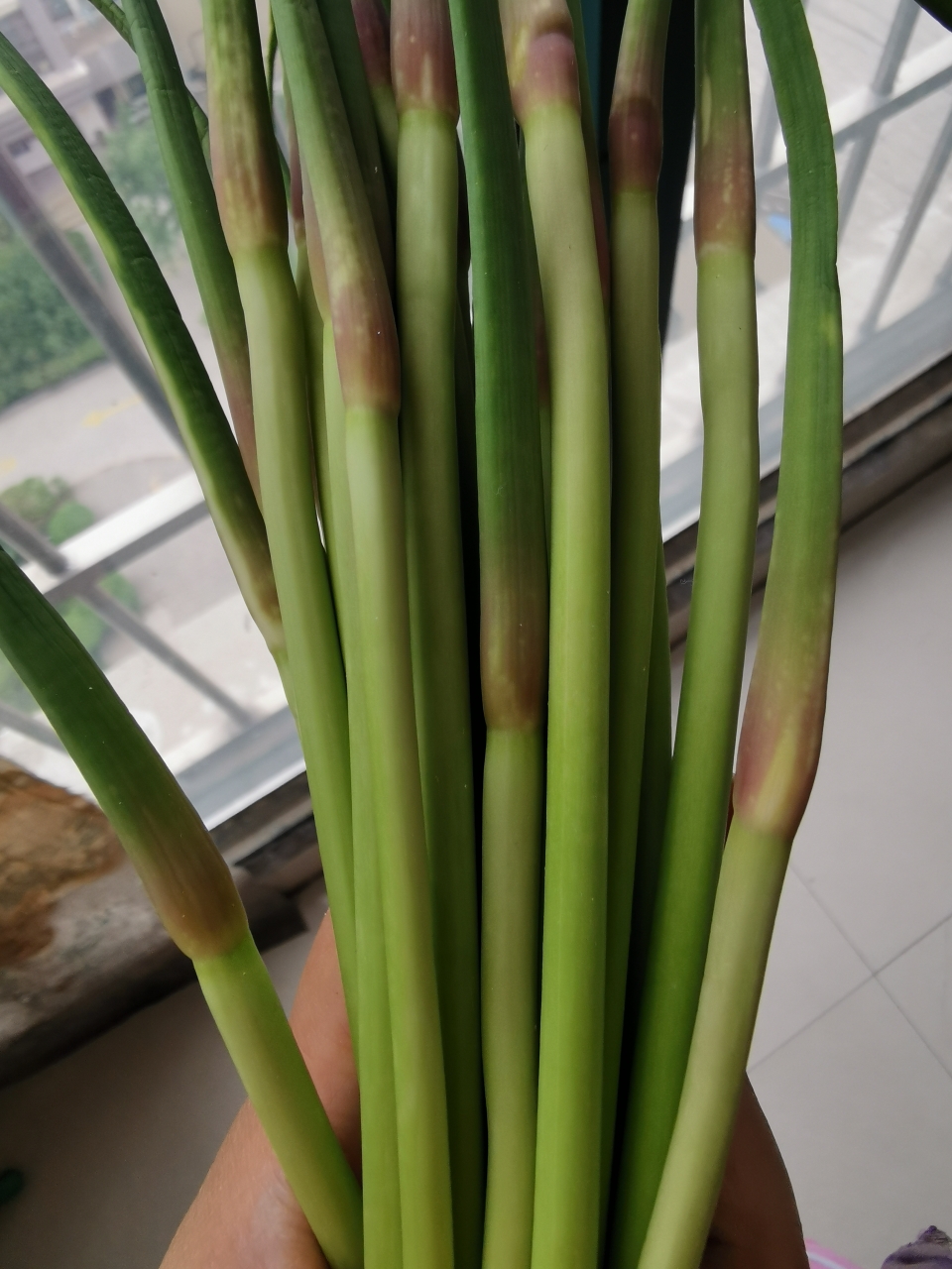 香喷喷滴河南蒜苔豆芽肉丝卤面的做法 步骤2