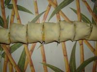 葱香肉松海苔面包卷（电饭锅版）的做法 步骤12