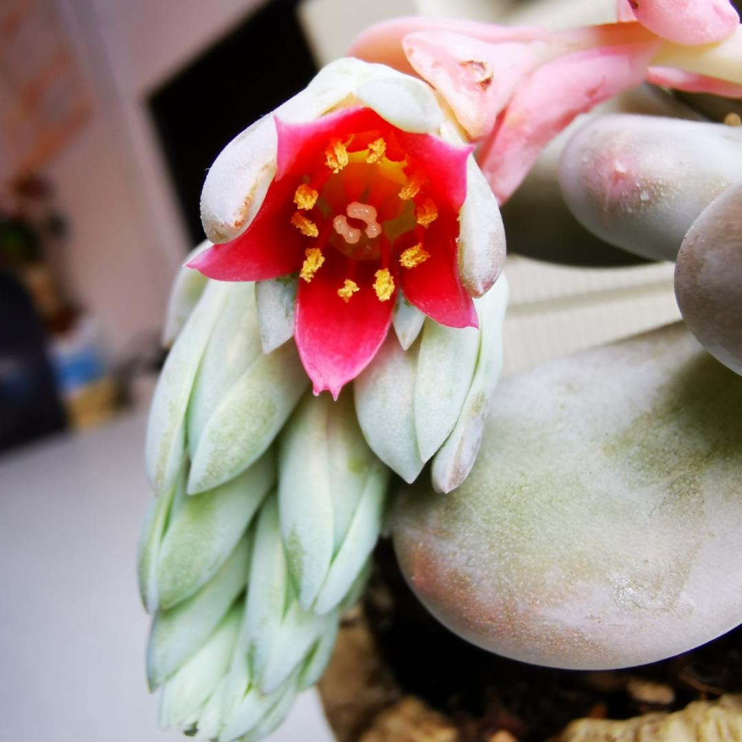 多肉季节