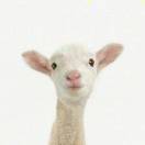 薛定谔的猫_6vjt