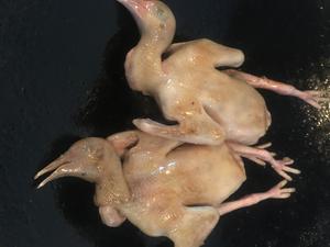广东名菜-豉油王乳鸽的做法 步骤2