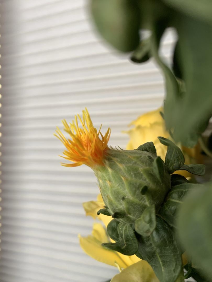 花花世界