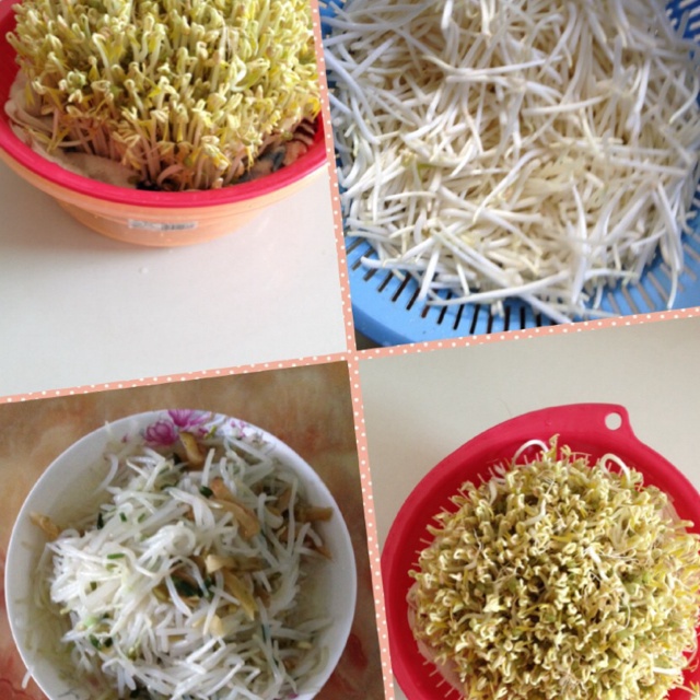 自发豆芽