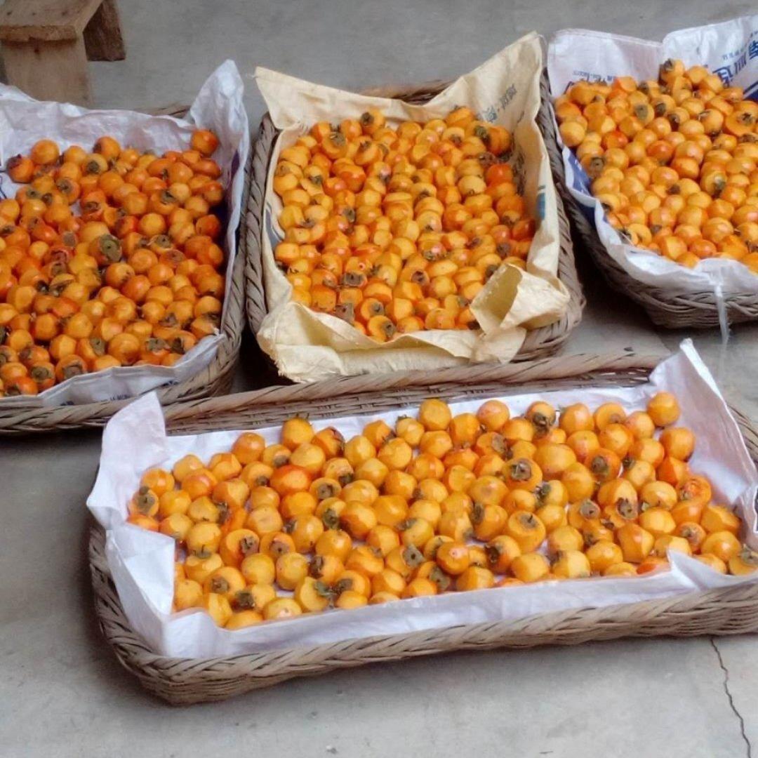 自制柿饼（圆柿饼）