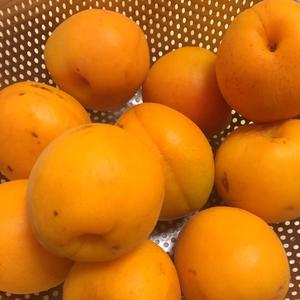 糖渍蜜杏-拯救你的超酸杏儿的做法 步骤1