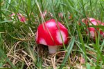 蘑菇🍄--樱桃萝卜版