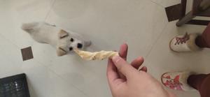 【第二个狗狗小零食】狗狗磨牙棒🐶的做法 步骤10