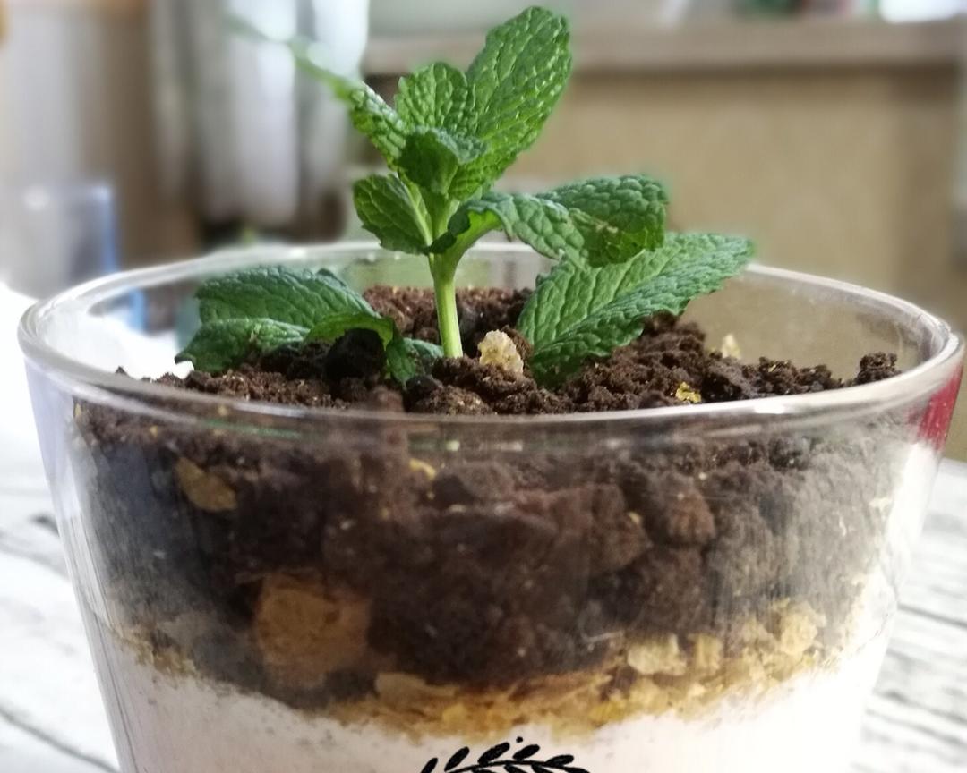 高颜值的草莓酸奶盆栽