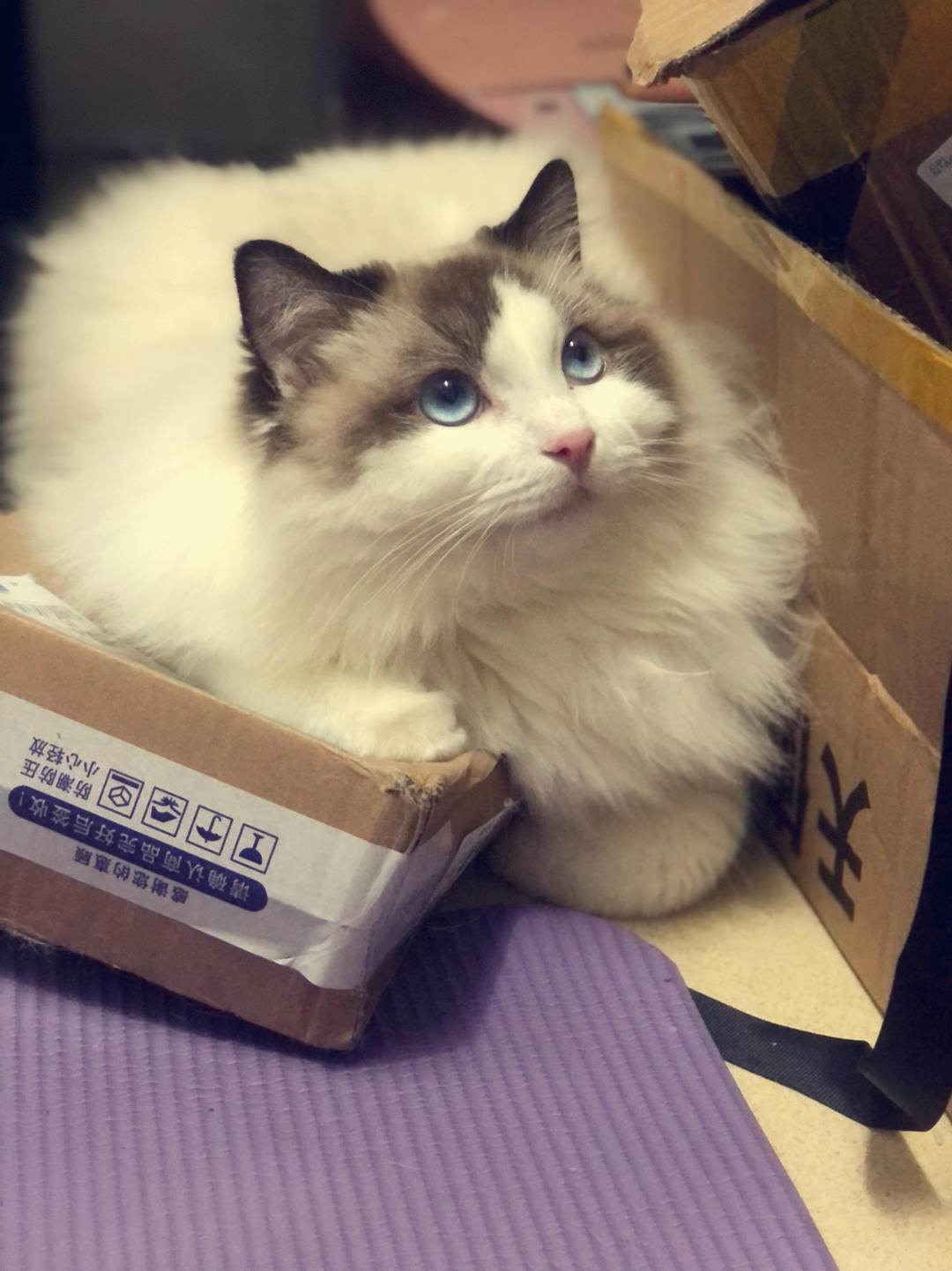 静妹很想睡觉啊