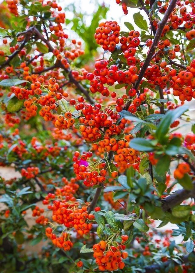 火棘是常绿树木,具有枝刺,叶子四季常青五月开花,花朵白色九十月份