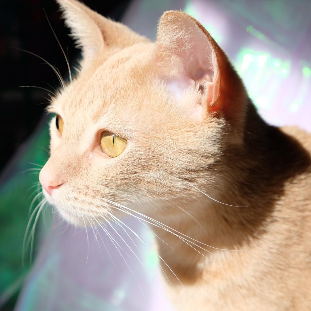 捂紧狗腿的ChristyLian