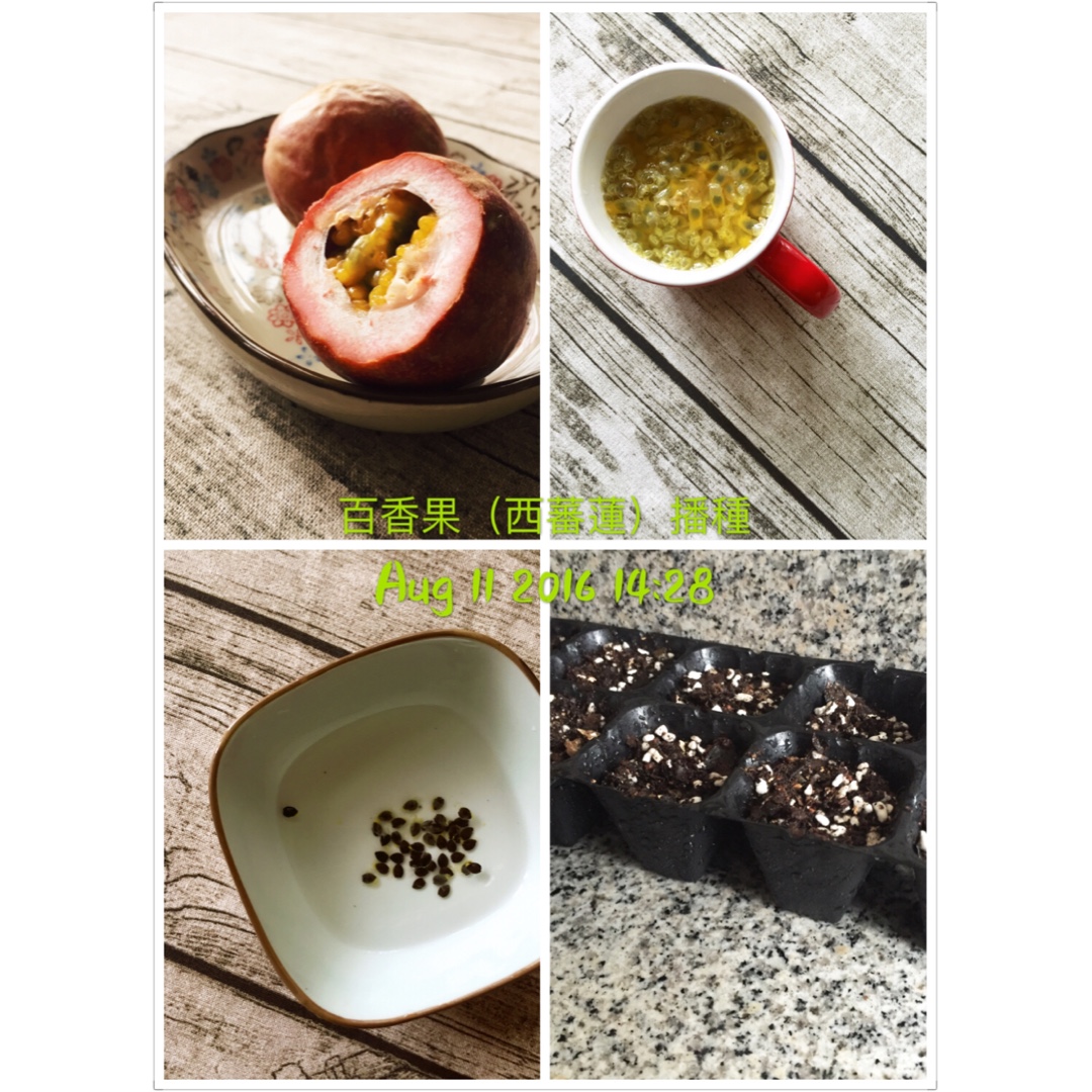 Lisa 香草種植記