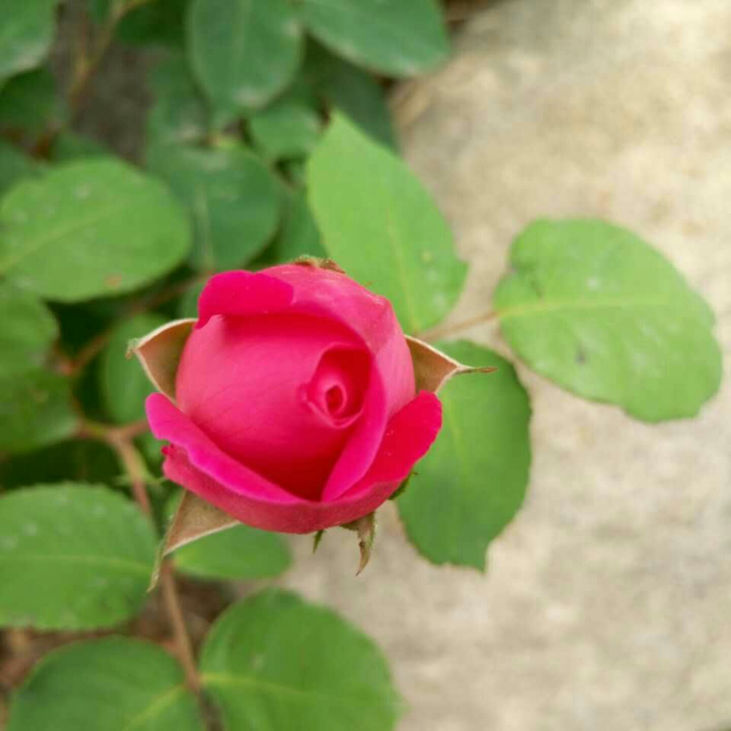 手机用户0286_07w6