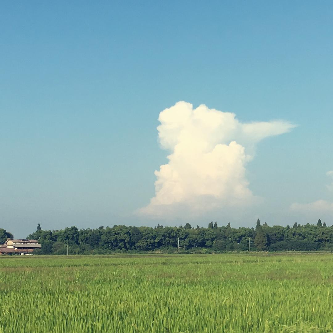 手撕美味