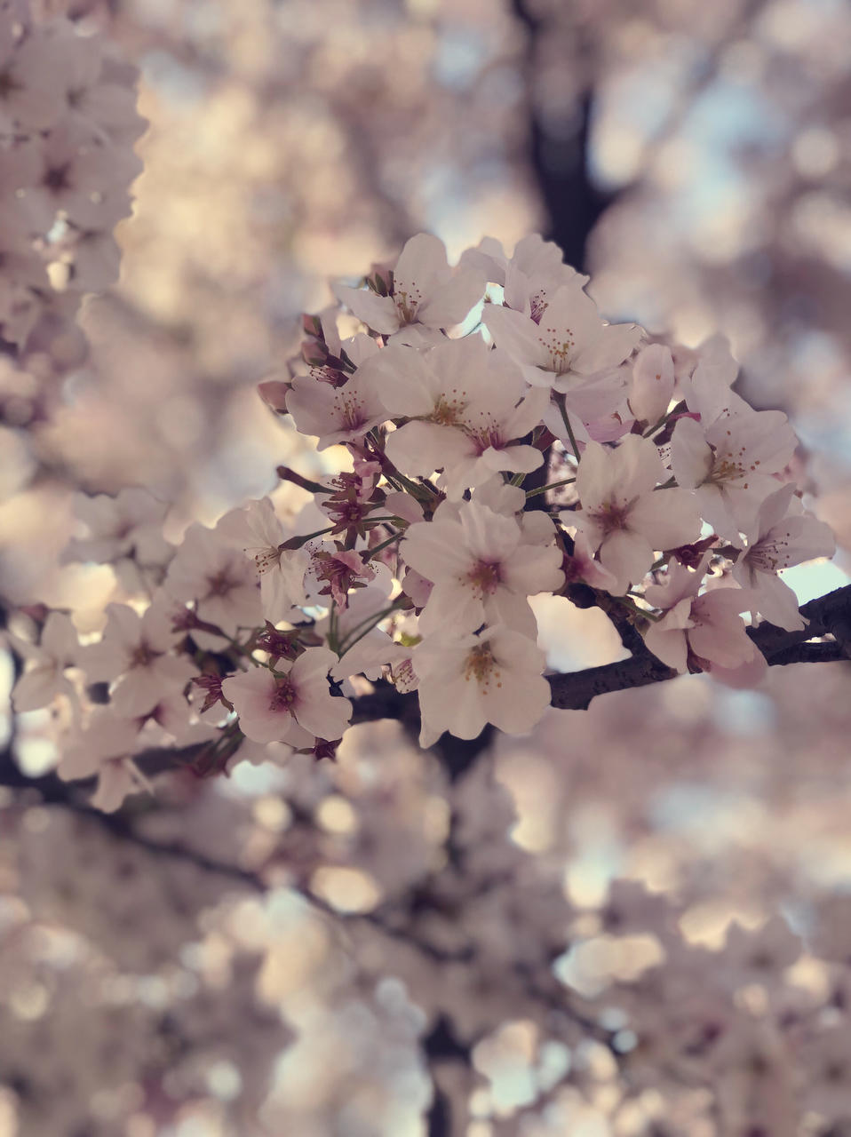 简悦食欢的厨房