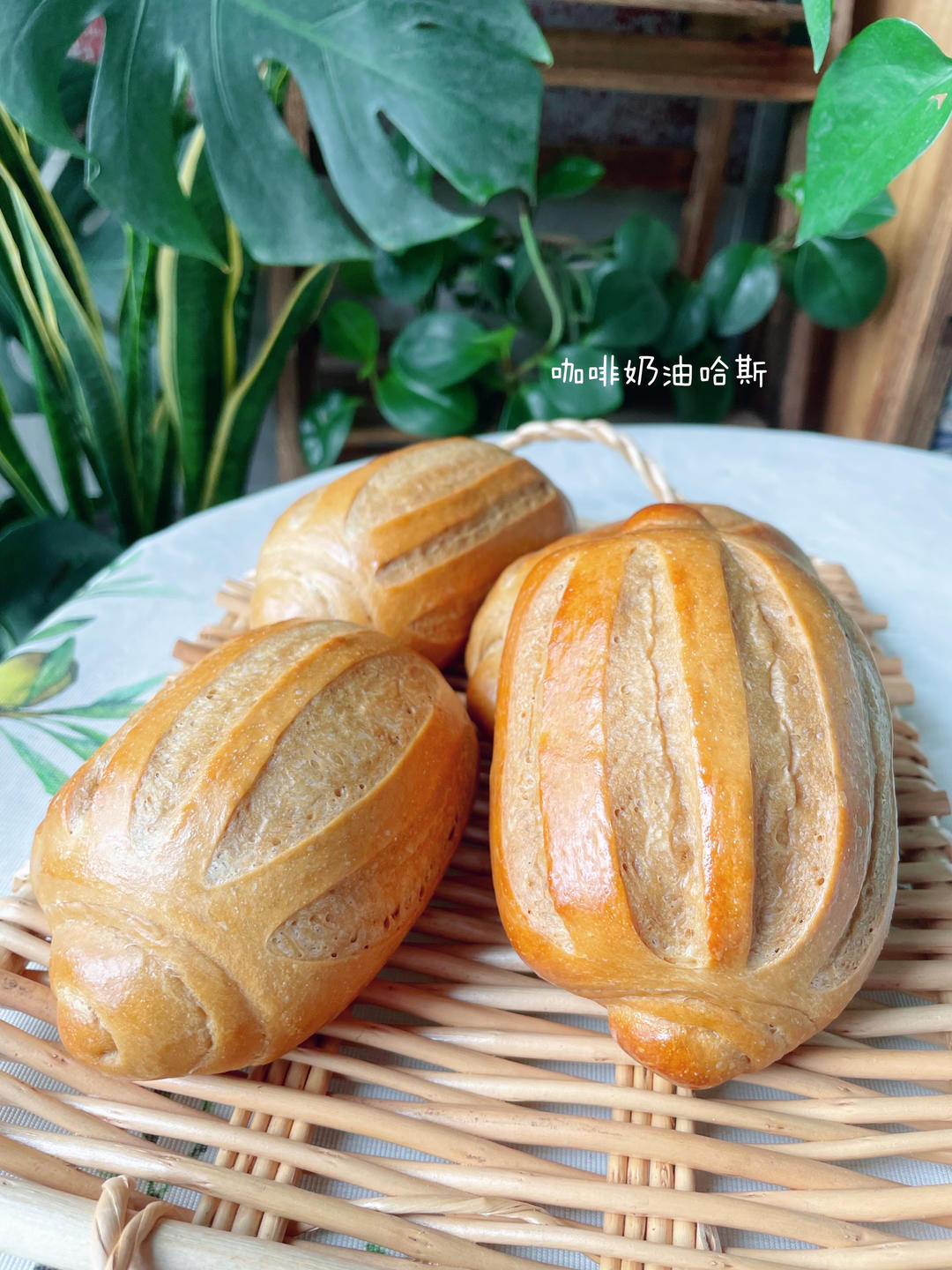 咖啡奶油哈斯
