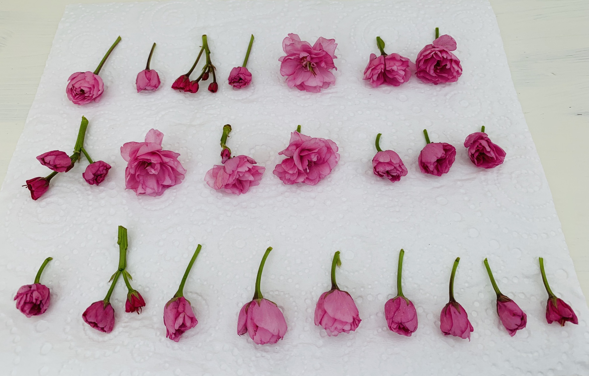 留住春天的气息🌸盐渍樱花的做法 步骤1