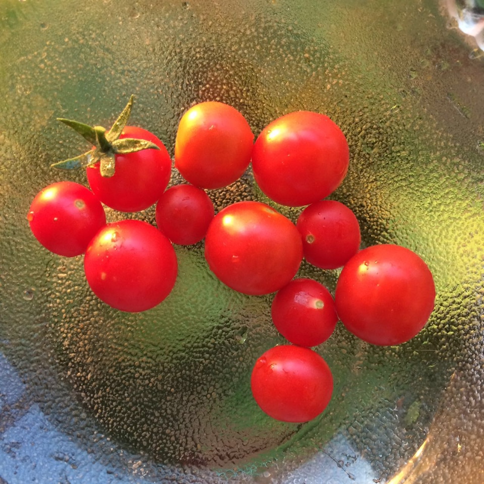 种西红柿（菜园子梦想之五）