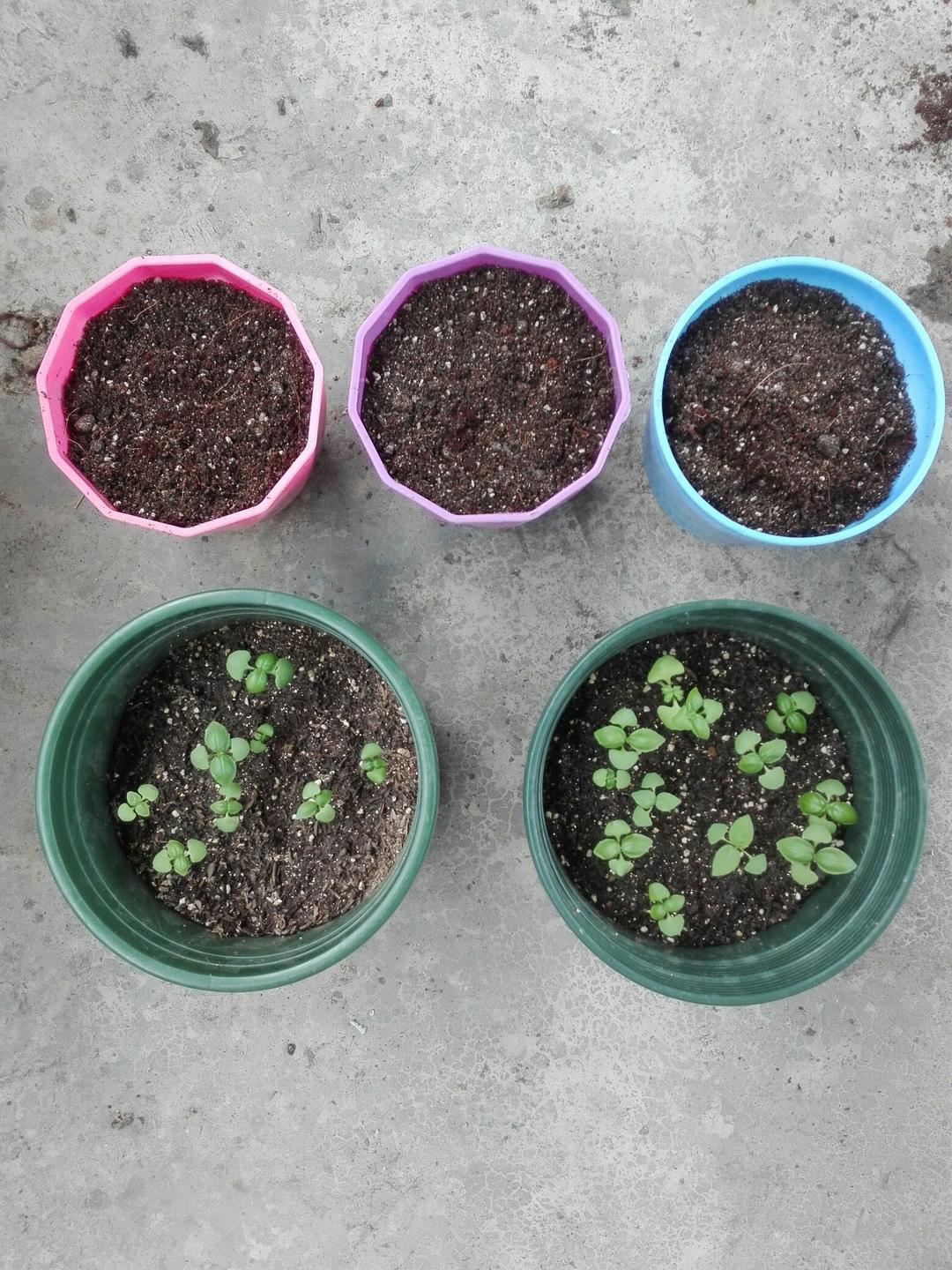 在阳台养花种草

是一种生活情趣