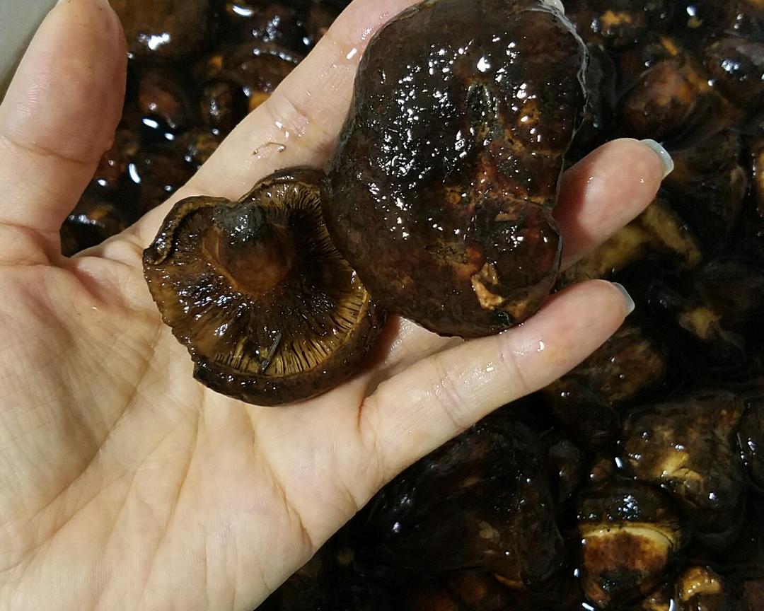 东北油蘑（杨树菇、土灵芝）