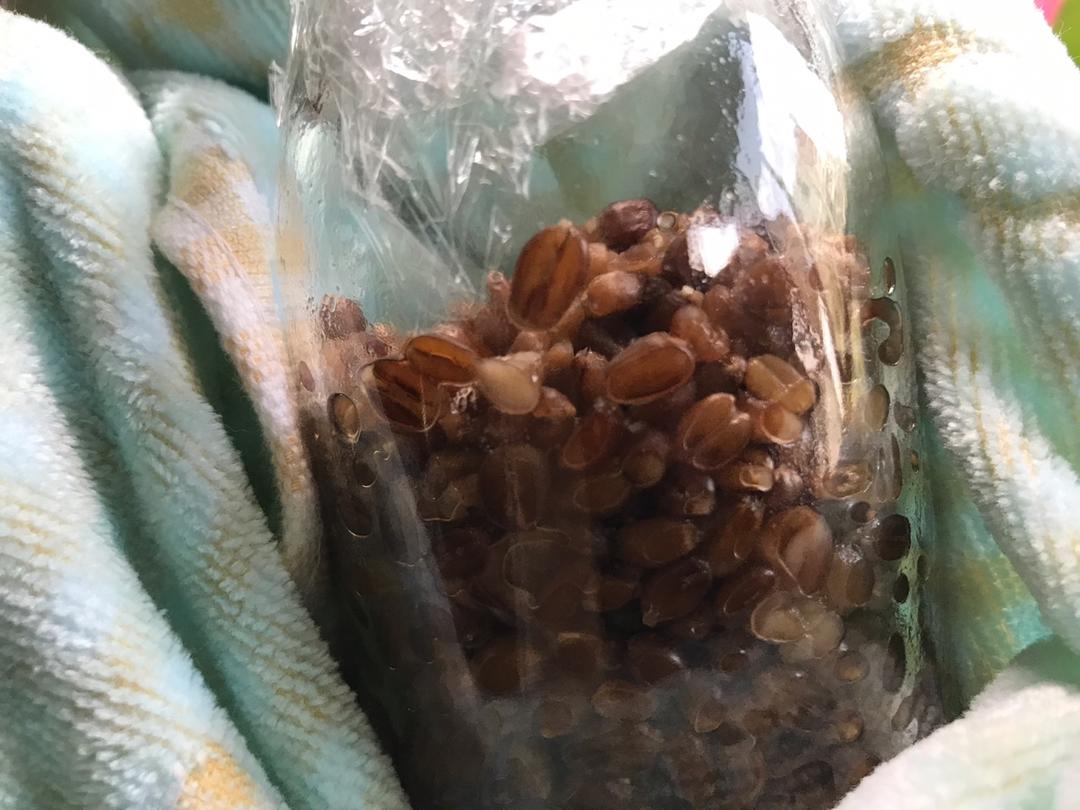 6分钟自制米酒【省事米酒最简易的打开方式】ヽ(•̀ω•́ )ゝ自制酒糟.醪糟.酒酿