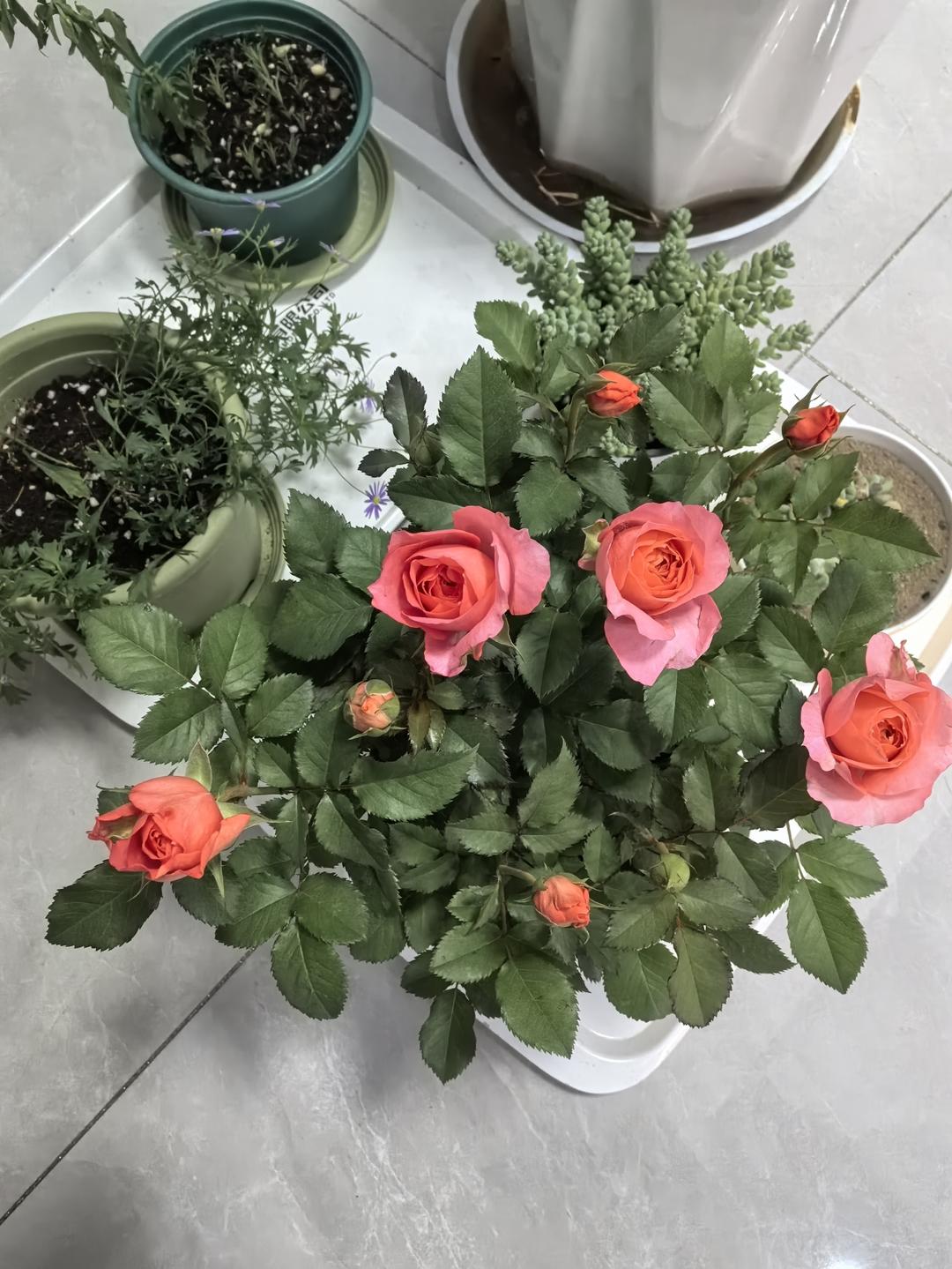 银耳苹果汤的做法