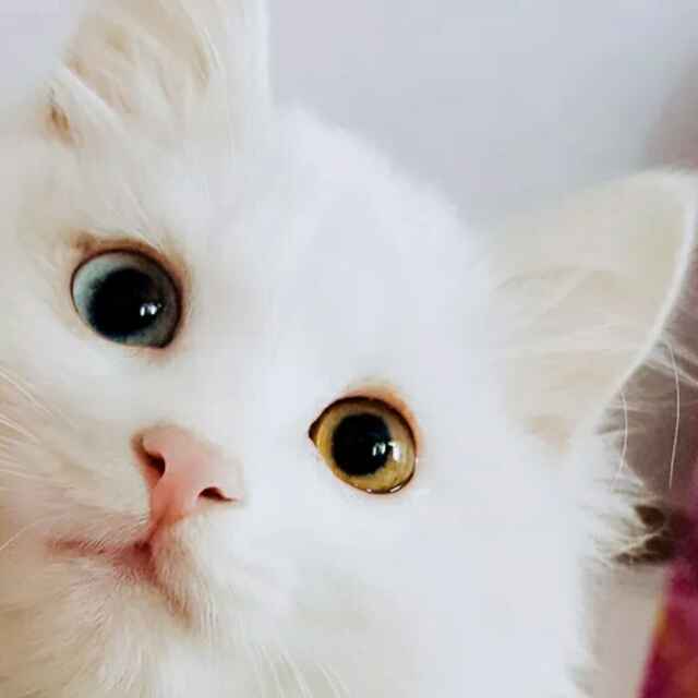 染羽