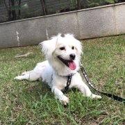 宝蓝考拉爱睡觉