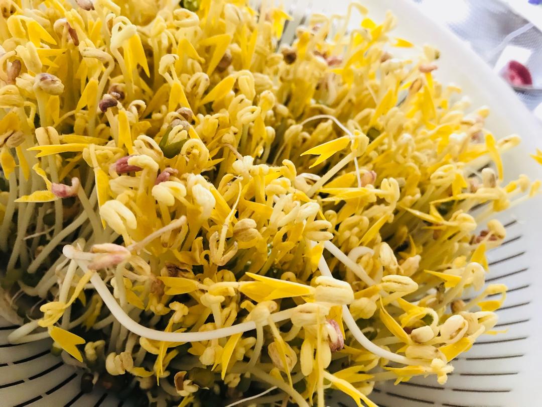 自发绿豆芽/自生豆芽/自制豆芽