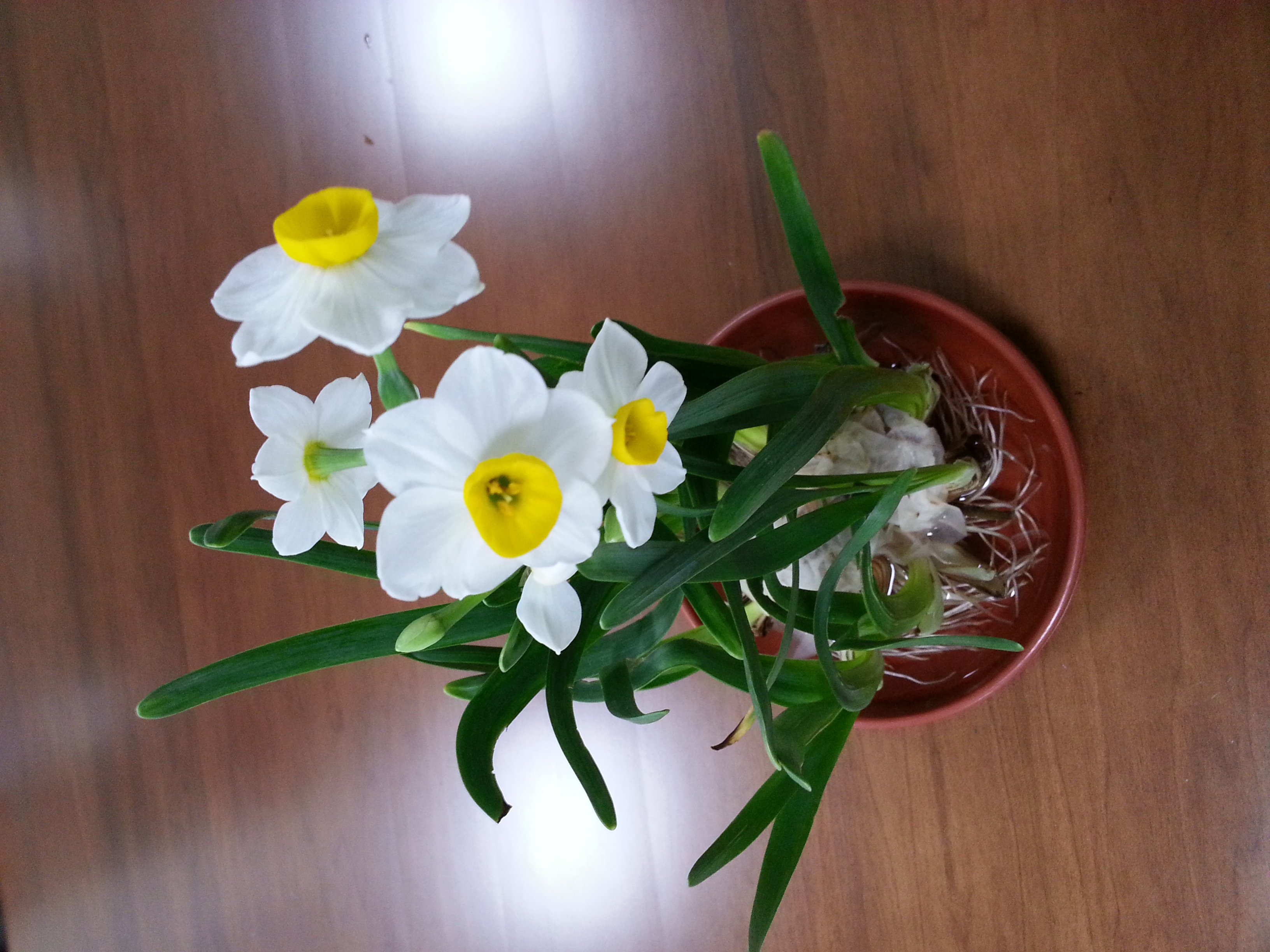 心遂波起