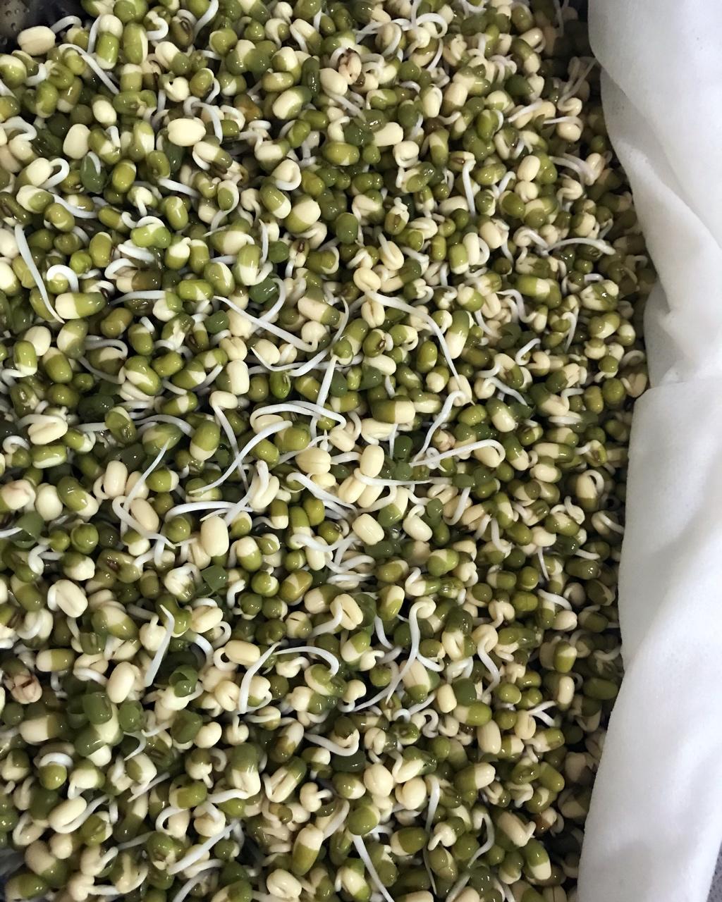 自发绿豆芽/自生豆芽/自制豆芽