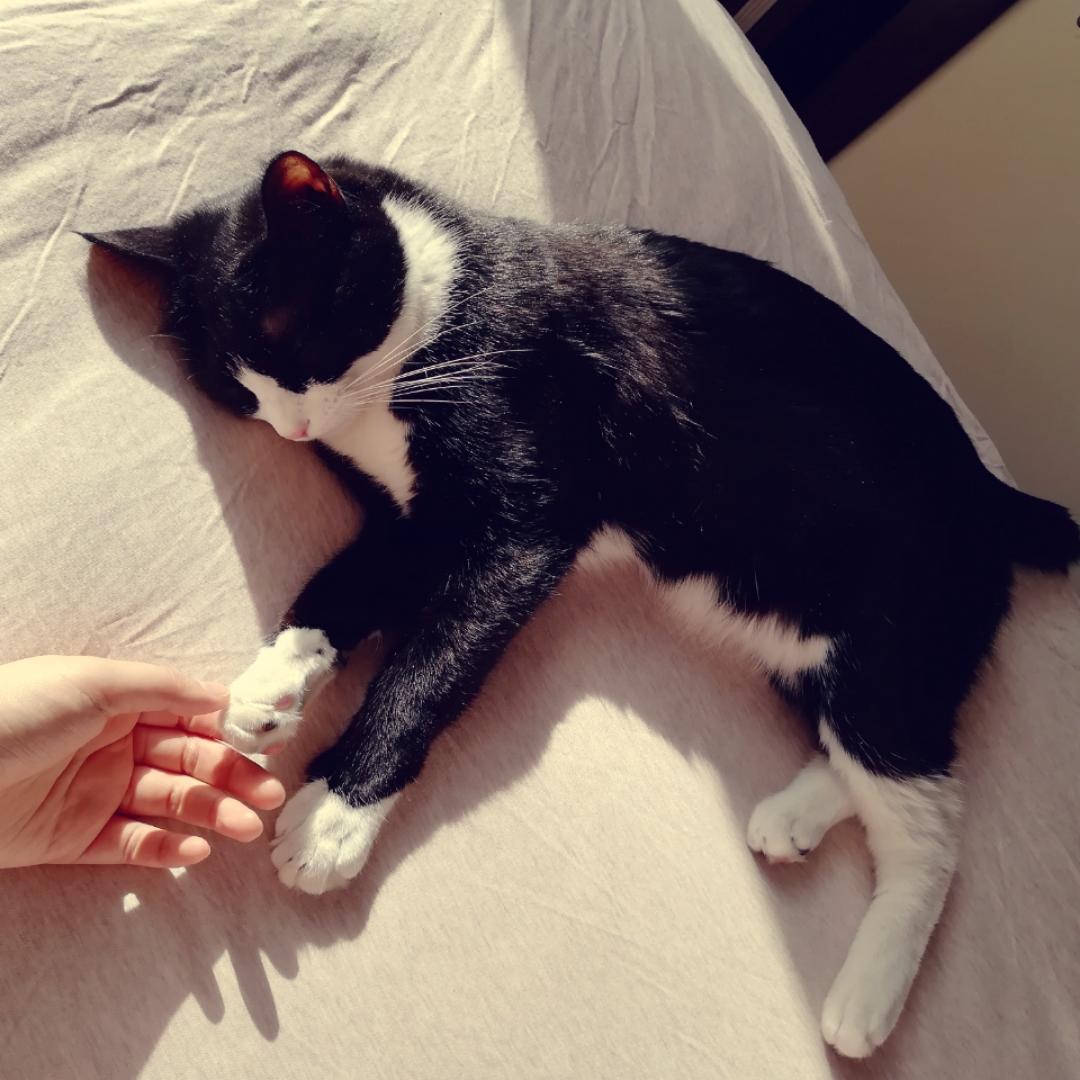 大猫咪其乐无穷