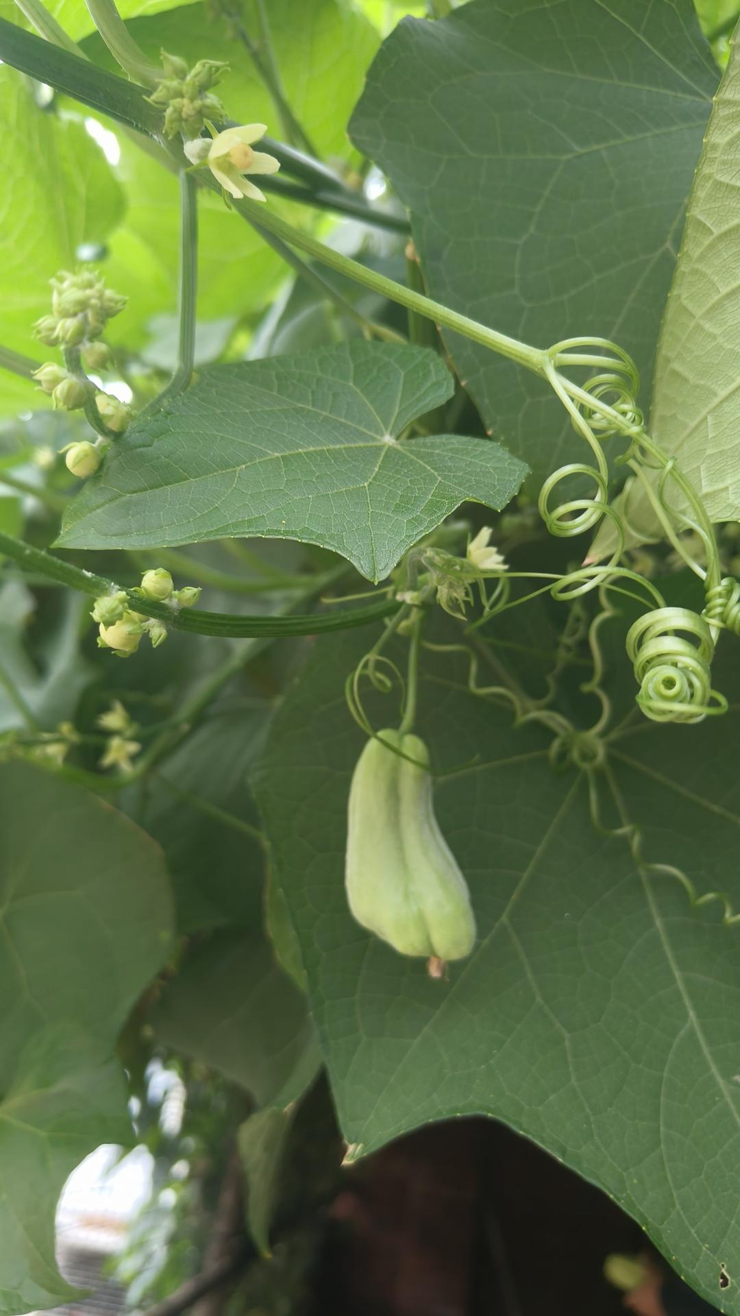 四川最牛泡菜（非遗）的做法