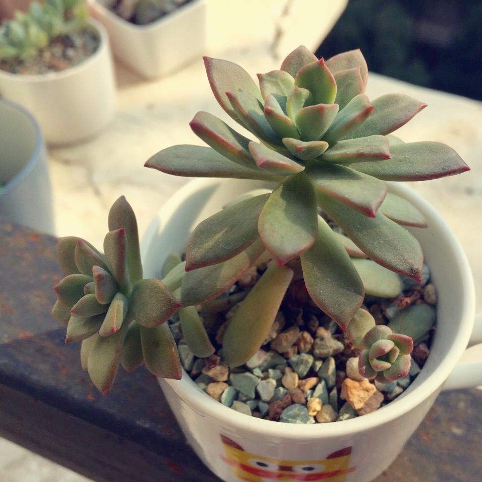 Lo小厨