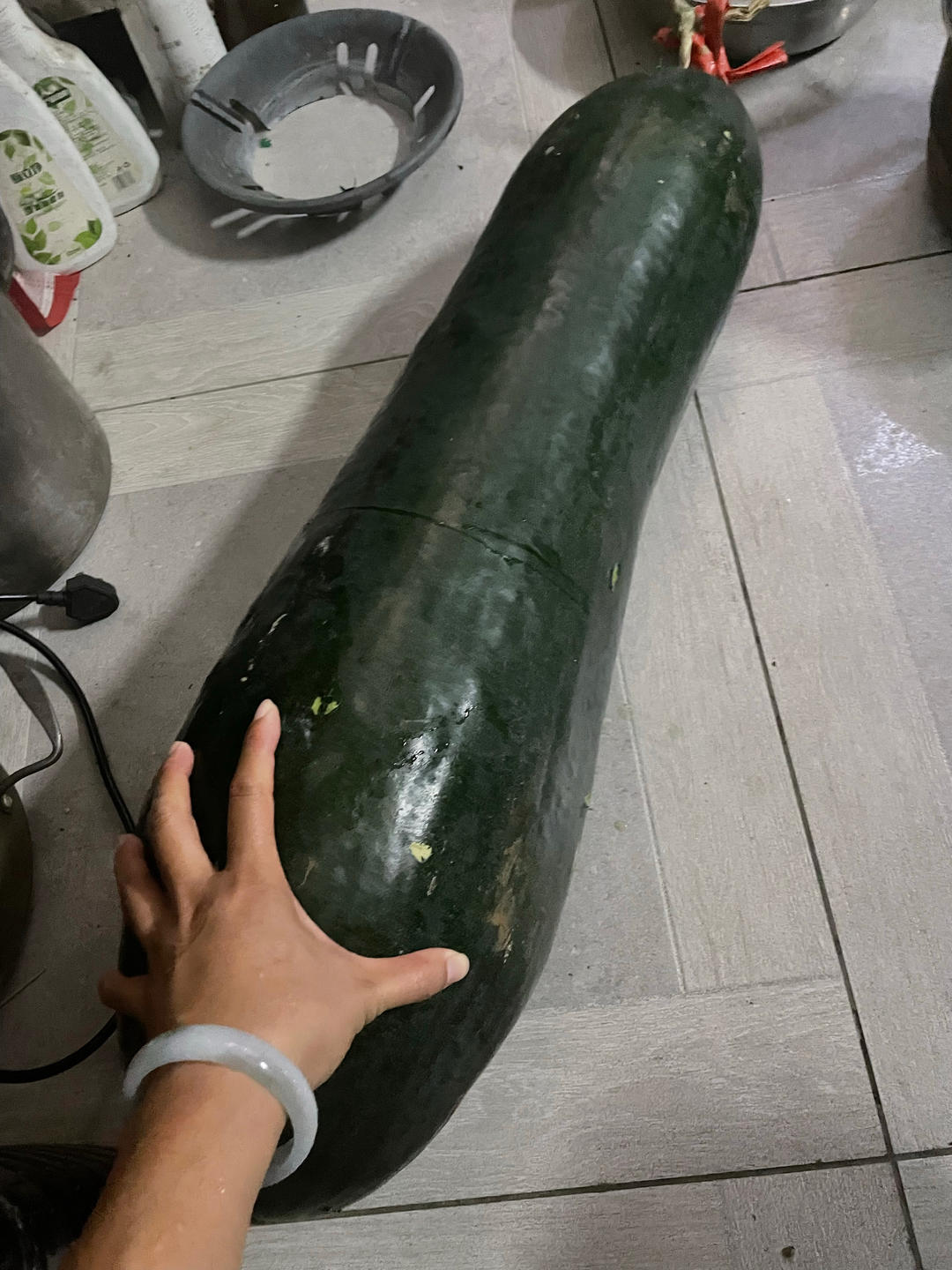 冬翅