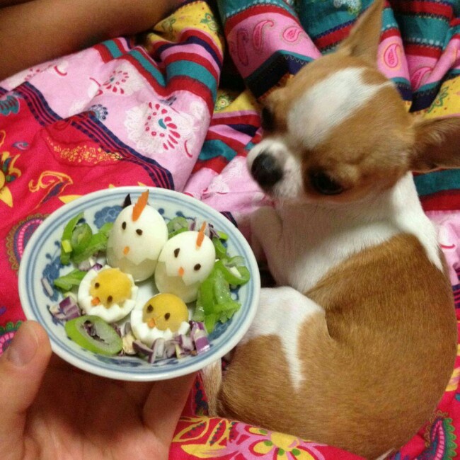小鸡的一家