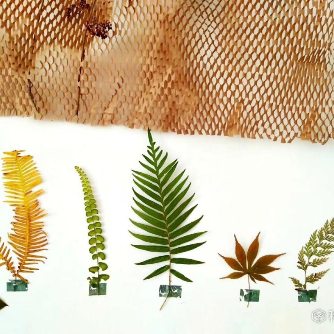 爱生活的小蘑菇酱