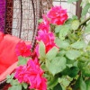 花开的声音_fkgs