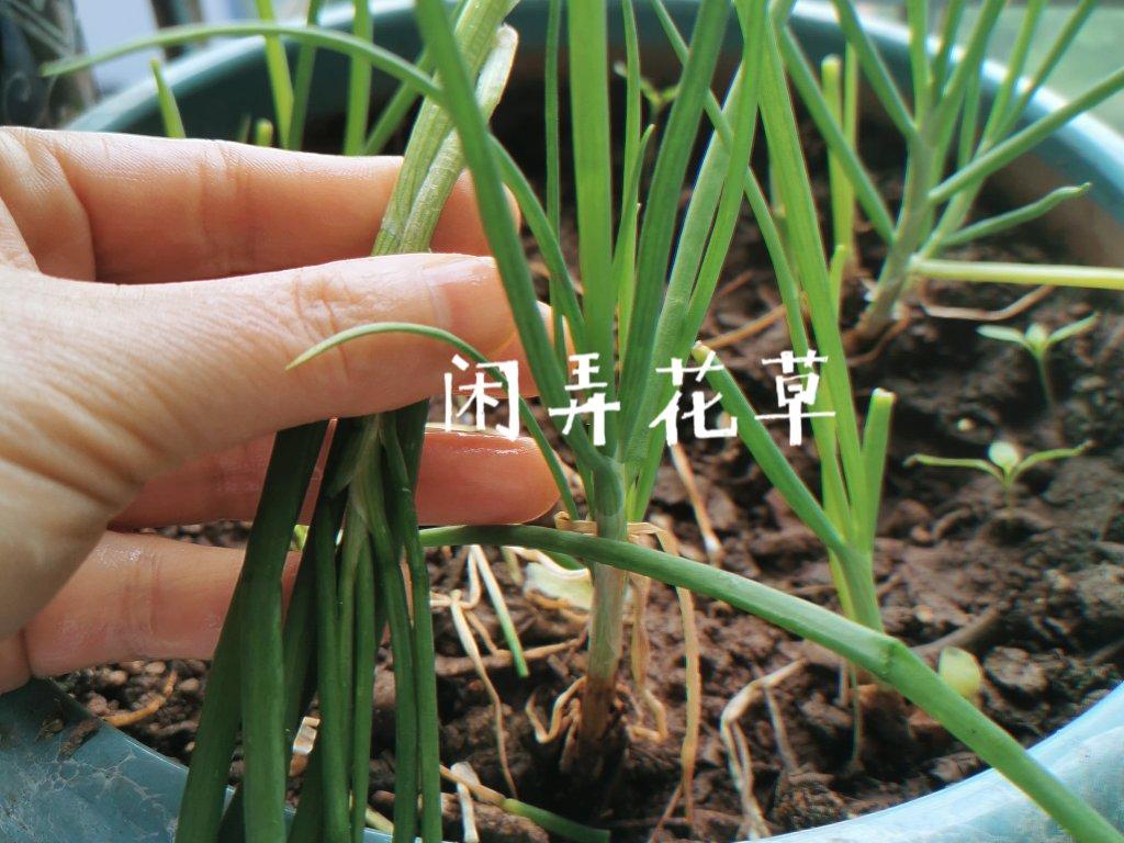 能治感冒的快手阳春面🍜营养热汤面（辛温解表）