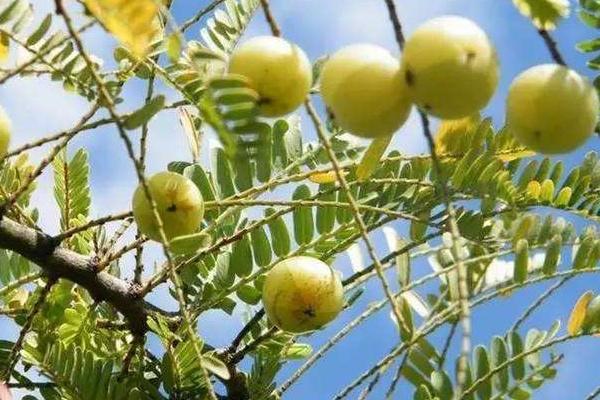 油甘茶的做法步骤图 油甘茶怎么做好吃 Mimi播报 下厨房