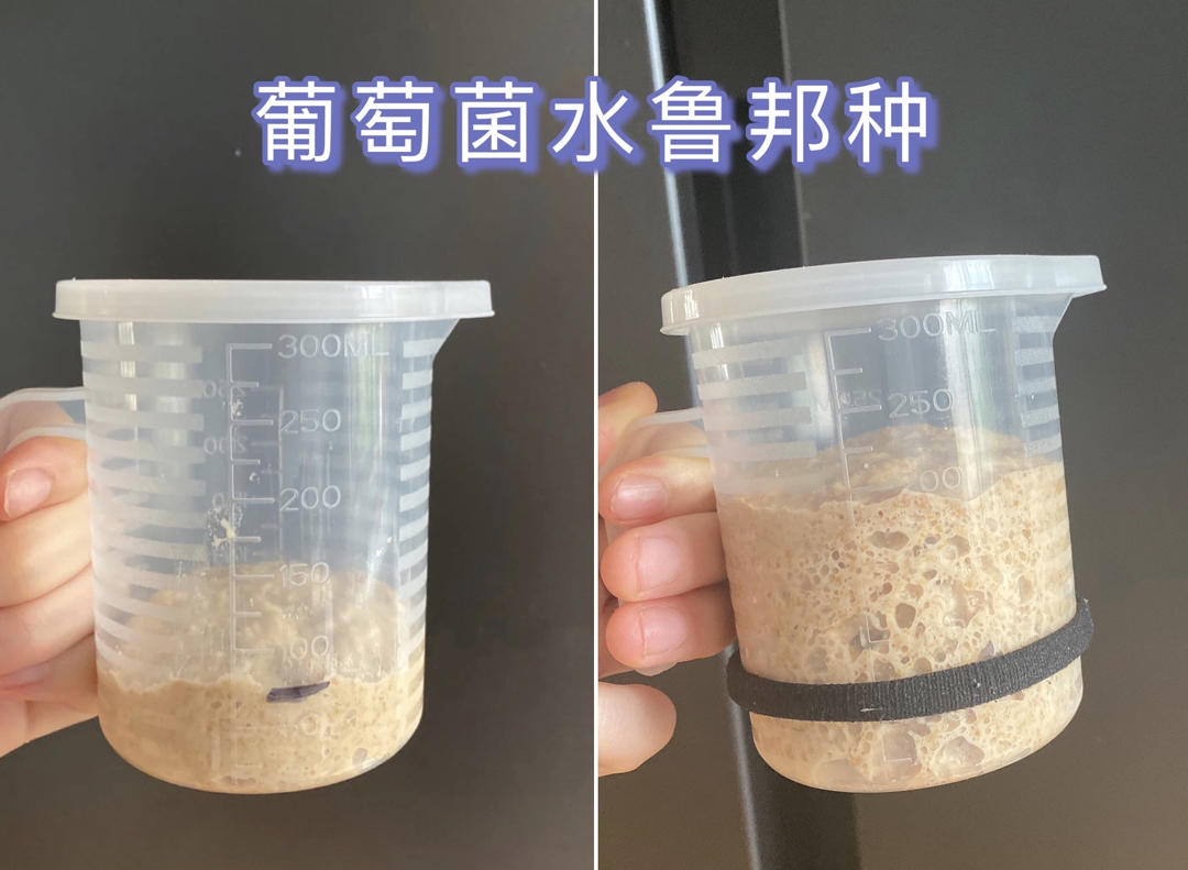 天然酵母葡萄菌水/鲁邦液种/水果菌种完整记录/后期保存喂养+面包用量