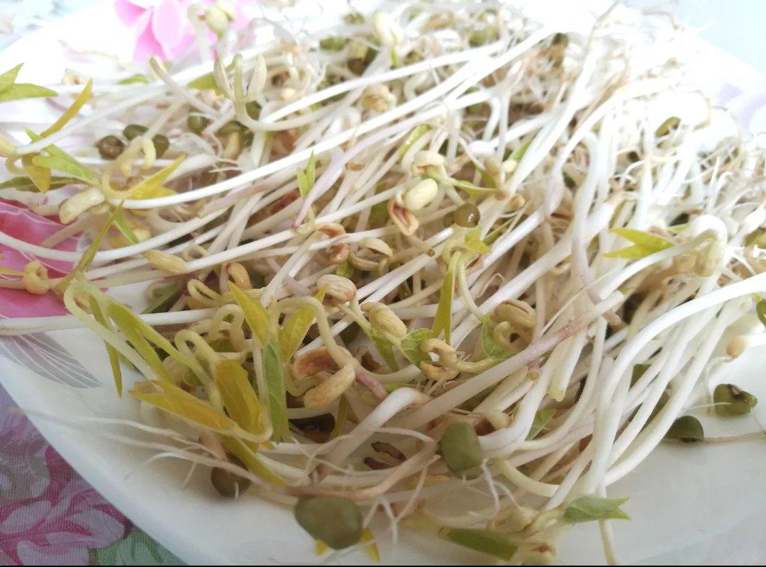 自发豆芽（可乐瓶发豆芽0失败！）