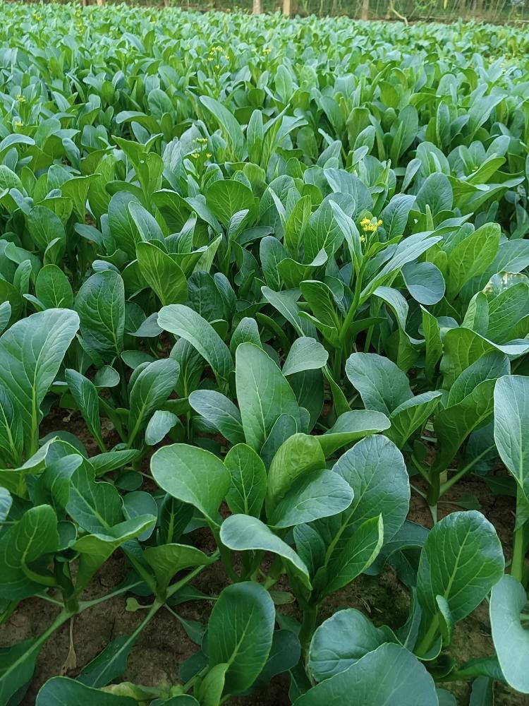 【盐油菜心的做法步骤图,盐油菜心怎么做好吃】醒仔妈妈_下厨房