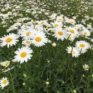 花儿朵朵向太阳_fo24