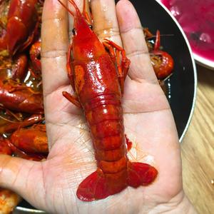 不放火锅料也麻辣的小龙虾🦞爆赞！！！的做法 步骤13