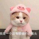 未末weimo